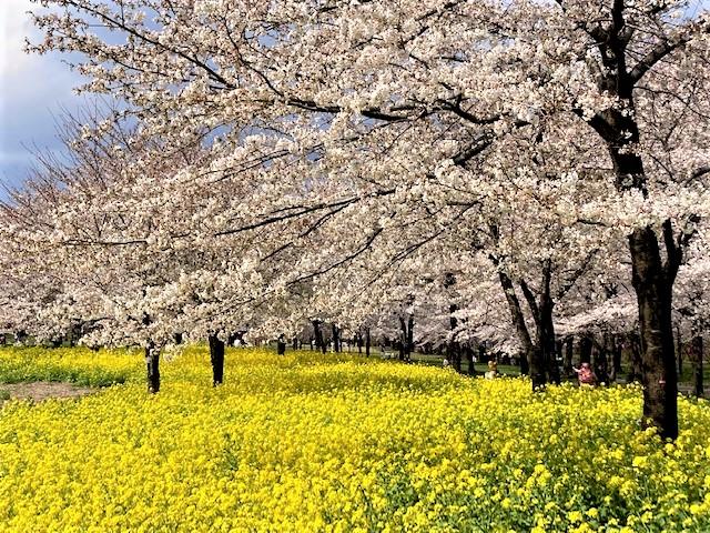 3/29(水) 赤城南面千本桜 開花状況