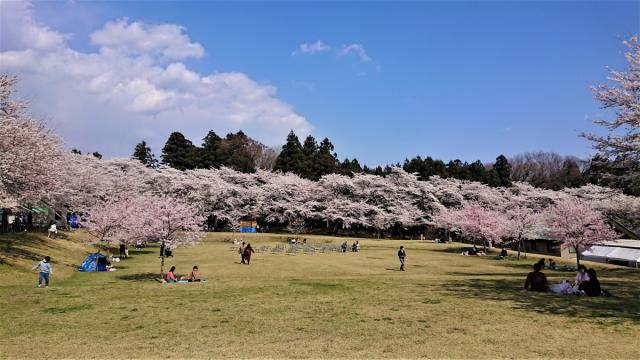 3/29(水) 赤城南面千本桜 開花状況