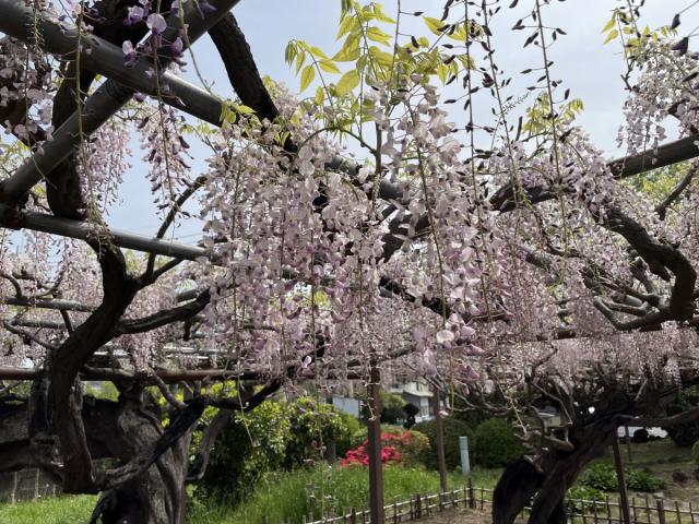 4/29(土･祝)、30(日) 須賀の園「藤まつり」開催！