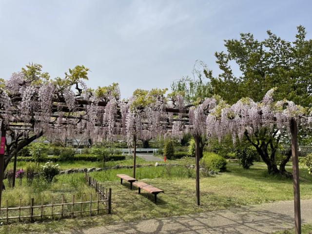 4/29(土･祝)、30(日) 須賀の園「藤まつり」開催！