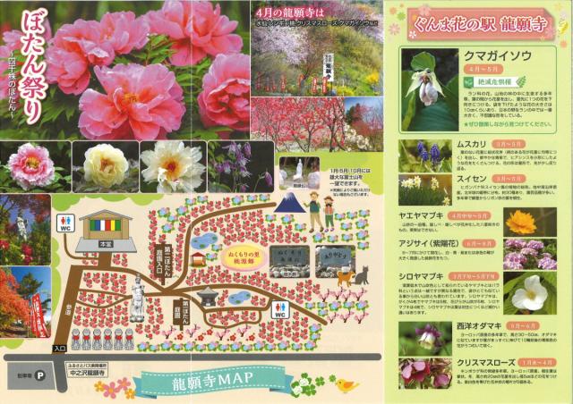 4/23(日)～5/21(日)  龍願寺で「ぼたん祭り」開催！