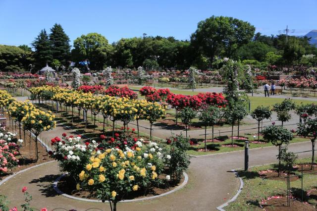 5/10(水)～31(水) 敷島公園門倉テクノばら園で「ばら園まつり ㏌ 前橋」開催！