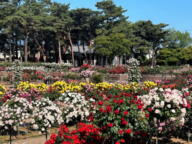 「敷島公園門倉テクノばら園」バラの見頃情報！