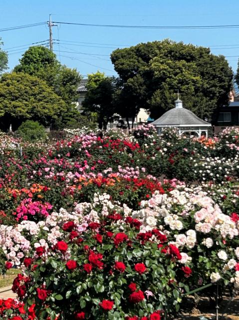 「敷島公園門倉テクノばら園」バラの見頃情報！