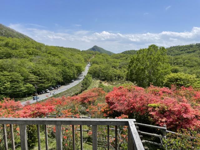 見晴山 ツツジ見頃情報！