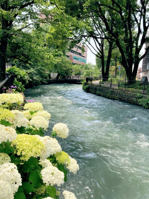 広瀬川沿いでアジサイが見頃を迎えています！
