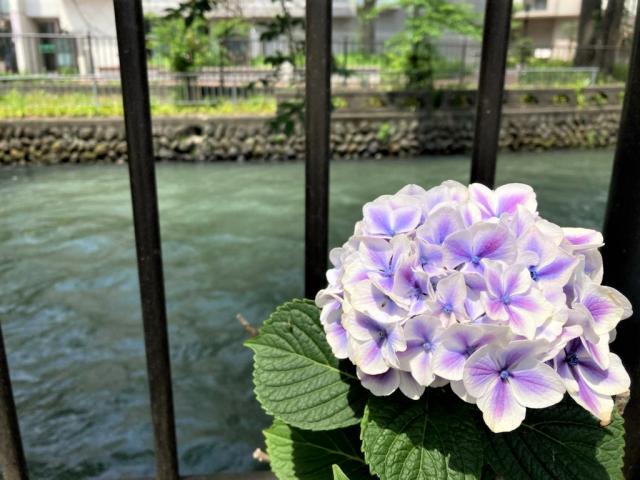 広瀬川沿いでアジサイが見頃を迎えています！