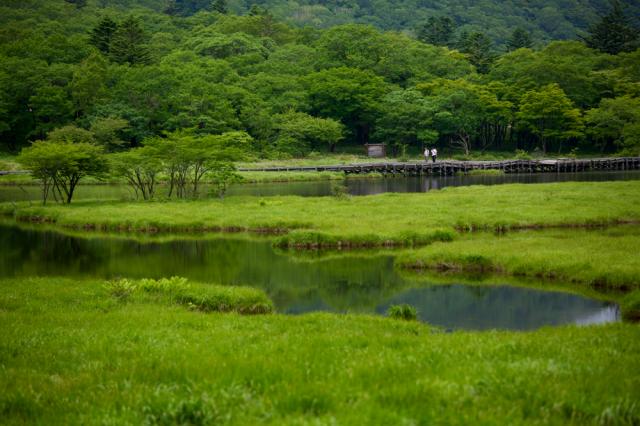 8/5(土)「赤城山大沼周遊と高層湿原・花の宝庫 覚満淵をめぐるウォーク」参加者募集中！