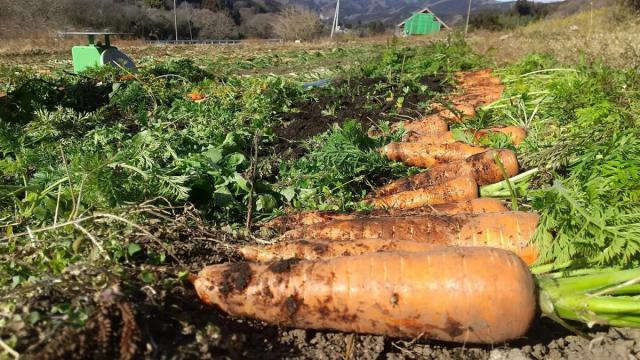 1/13(土) フリッツ・アートセンター中庭で「農窓(ノマド)市」開催！