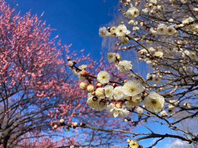 日本キャンパック大室公園　梅の花の見頃情報！