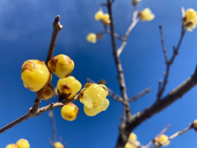 日本キャンパック大室公園　梅の花の見頃情報！