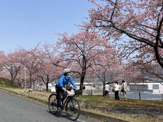 3/2(土) e-Bikeサイクリングツアー 河津桜と古民家カフェのリトリートサイクリング2024 開催！