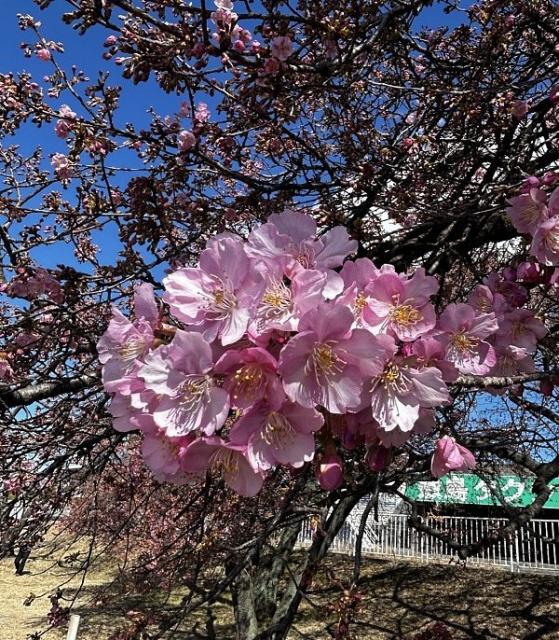 国体道路沿いの河津桜が咲き始めました！