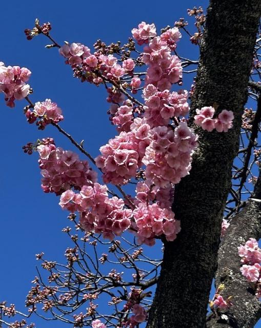 国体道路沿いの河津桜が咲き始めました！