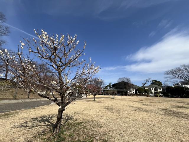 楽歩道前橋公園に新たな観梅スポットが生まれました！