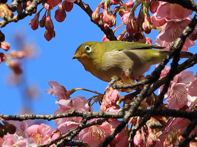 国体道路沿いの河津桜で「メジロ」が見られます!
