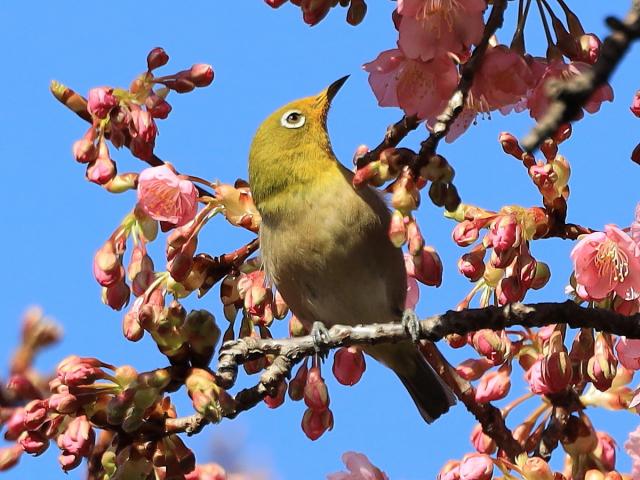 国体道路沿いの河津桜で「メジロ」が見られます！