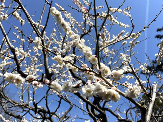 敷島公園門倉テクノばら園の梅の花が咲き始めました！