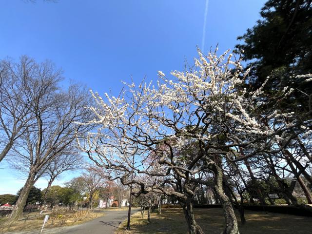 敷島公園門倉テクノばら園の梅の花が咲き始めました！