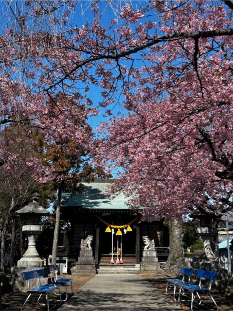 江田鏡神社の河津桜が見頃です！