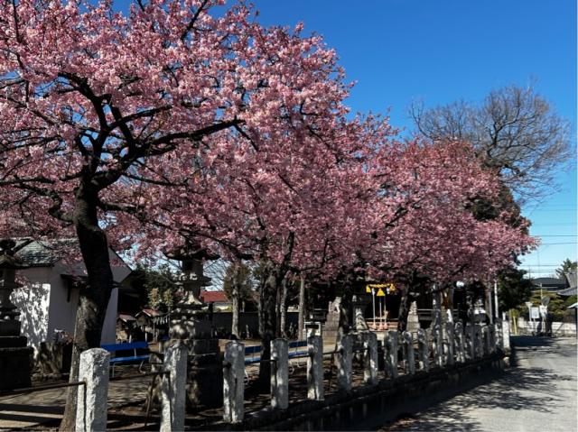 江田鏡神社の河津桜が見頃です！