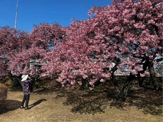 江田鏡神社の河津桜が見頃です！