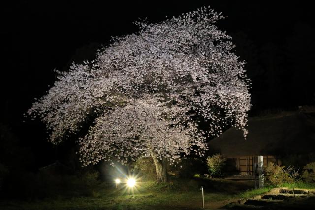  国指定重要文化財「 阿久沢家住宅」 で桜のライトアップを行います