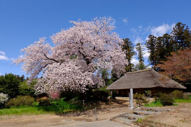  国指定重要文化財「 阿久沢家住宅」 で桜のライトアップを行います