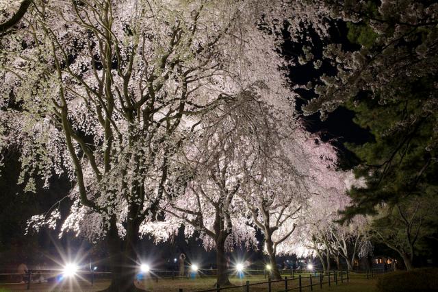 前橋市内の桜ライトアップ情報