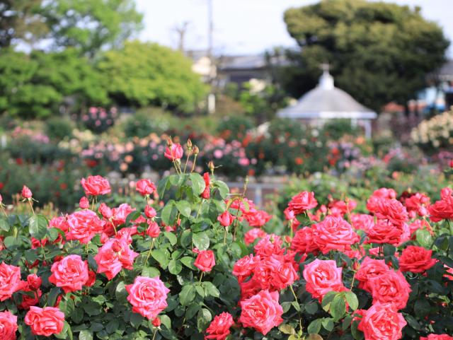 5/11(土)～6/2(日)敷島公園門倉テクノばら園で「春のばら園まつり」開催！