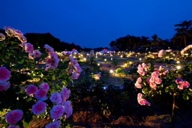 5/11(土)～6/2(日)敷島公園門倉テクノばら園で「春のばら園まつり」開催！