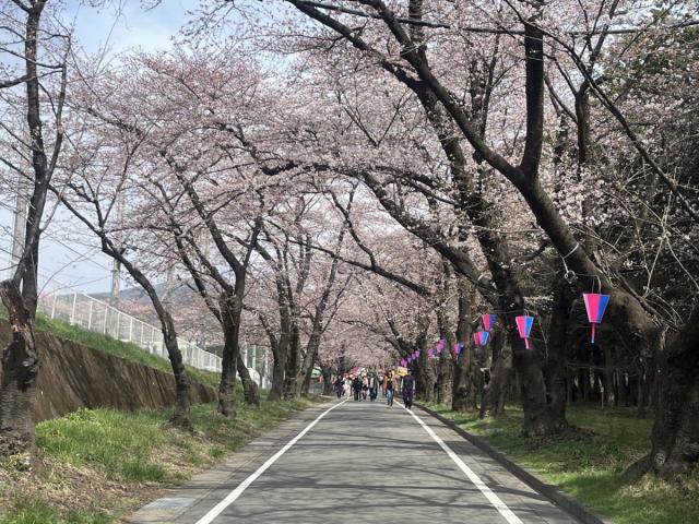 4/7(日)本日の赤城南面千本桜の様子