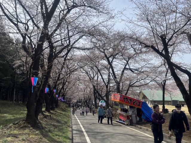 4/7(日)本日の赤城南面千本桜の様子