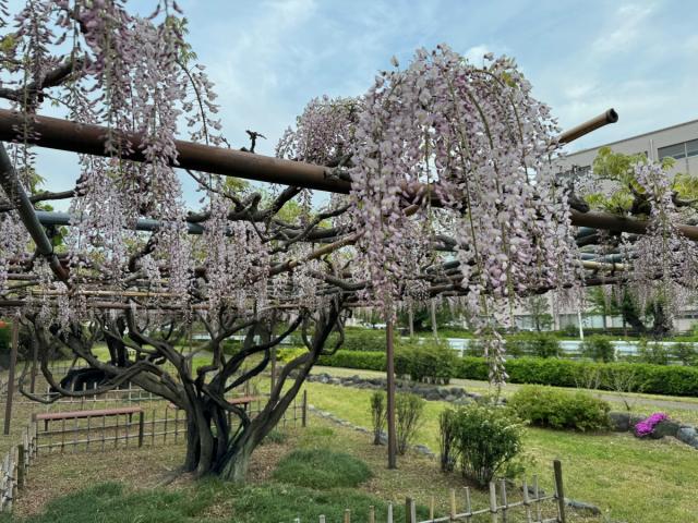 4/27(土)～4/28(日)須賀の園で「藤まつり」開催！