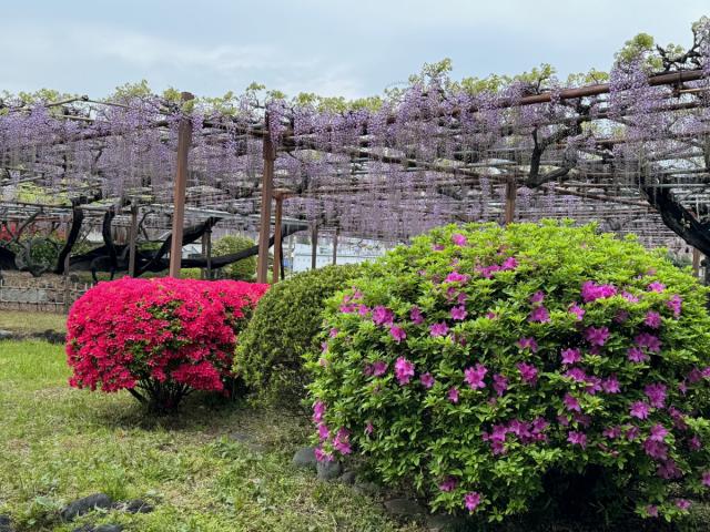 4/27(土)～4/28(日)須賀の園で「藤まつり」開催！