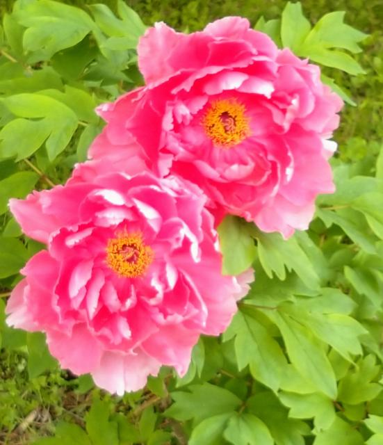 龍願寺の「ぼたん」が満開を迎えております！