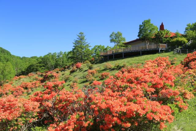 6/22(土)赤城山で「レンゲツツジなどツツジの観察会と地蔵岳登山」参加者募集中！