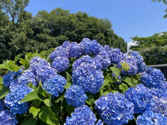 環境システム荻窪公園のアジサイが見頃を迎えております！