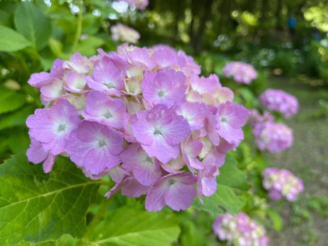 環境システム荻窪公園のアジサイが見頃を迎えております！