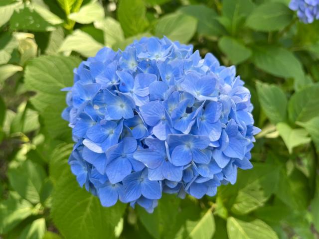 環境システム荻窪公園のアジサイが見頃を迎えております！