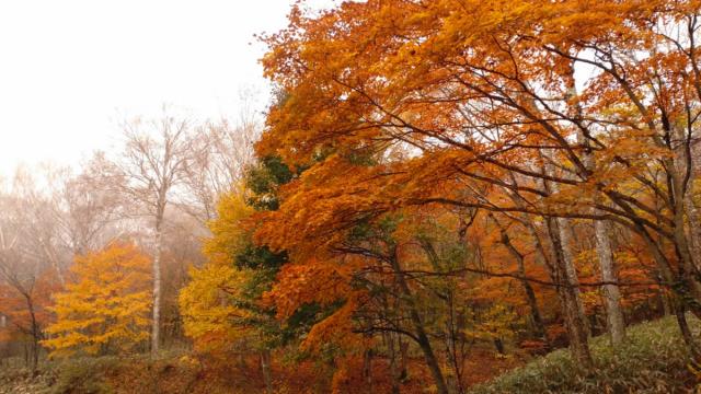 赤城山紅葉情報