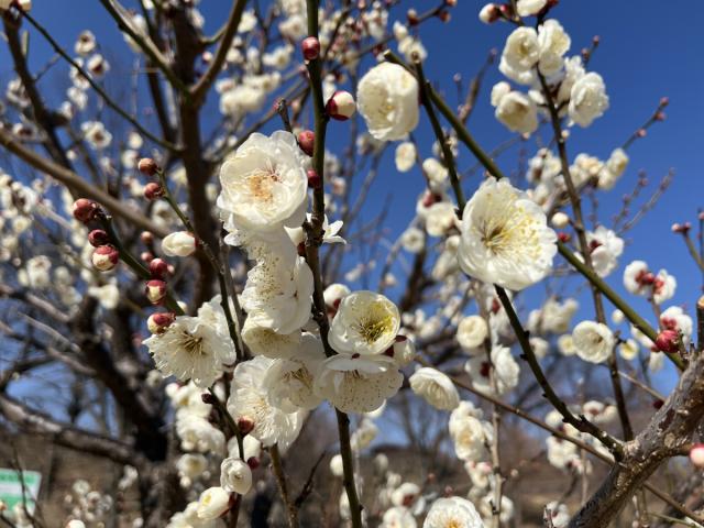 楽歩道前橋公園で梅の花が咲き始めました！