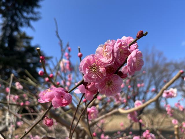 楽歩道前橋公園で梅の花が咲き始めました！
