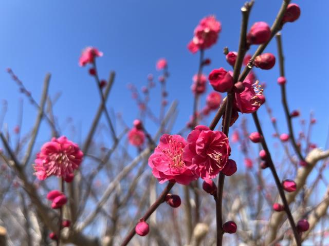 楽歩道前橋公園で梅の花が咲き始めました！