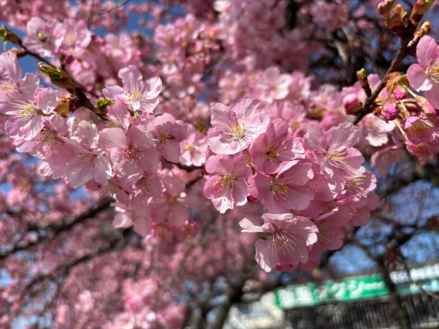 国体道路沿いの河津桜が咲き始めました！