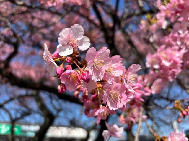 国体道路沿いの河津桜が咲き始めました！