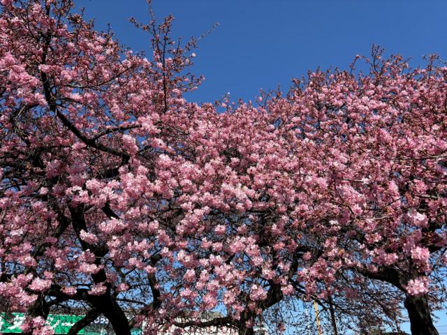 国体道路沿いの河津桜が咲き始めました！