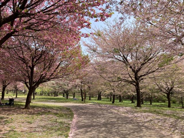 春の前橋　開花情報(2025年)