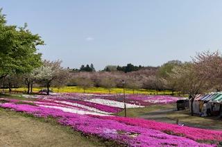 春の前橋　開花情報(2025年)