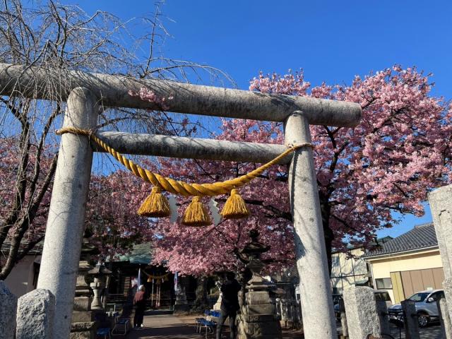江田鏡神社の河津桜が見頃です！